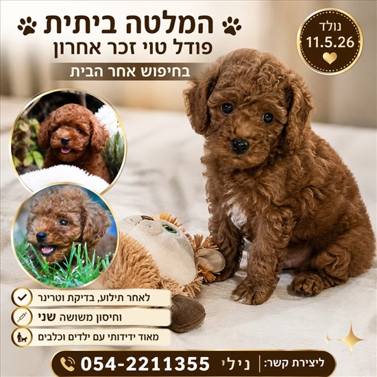 תמונה 3 ,כלבים פודל טוי   פודל טוי/ננסי למכירה בכוכב יאיר