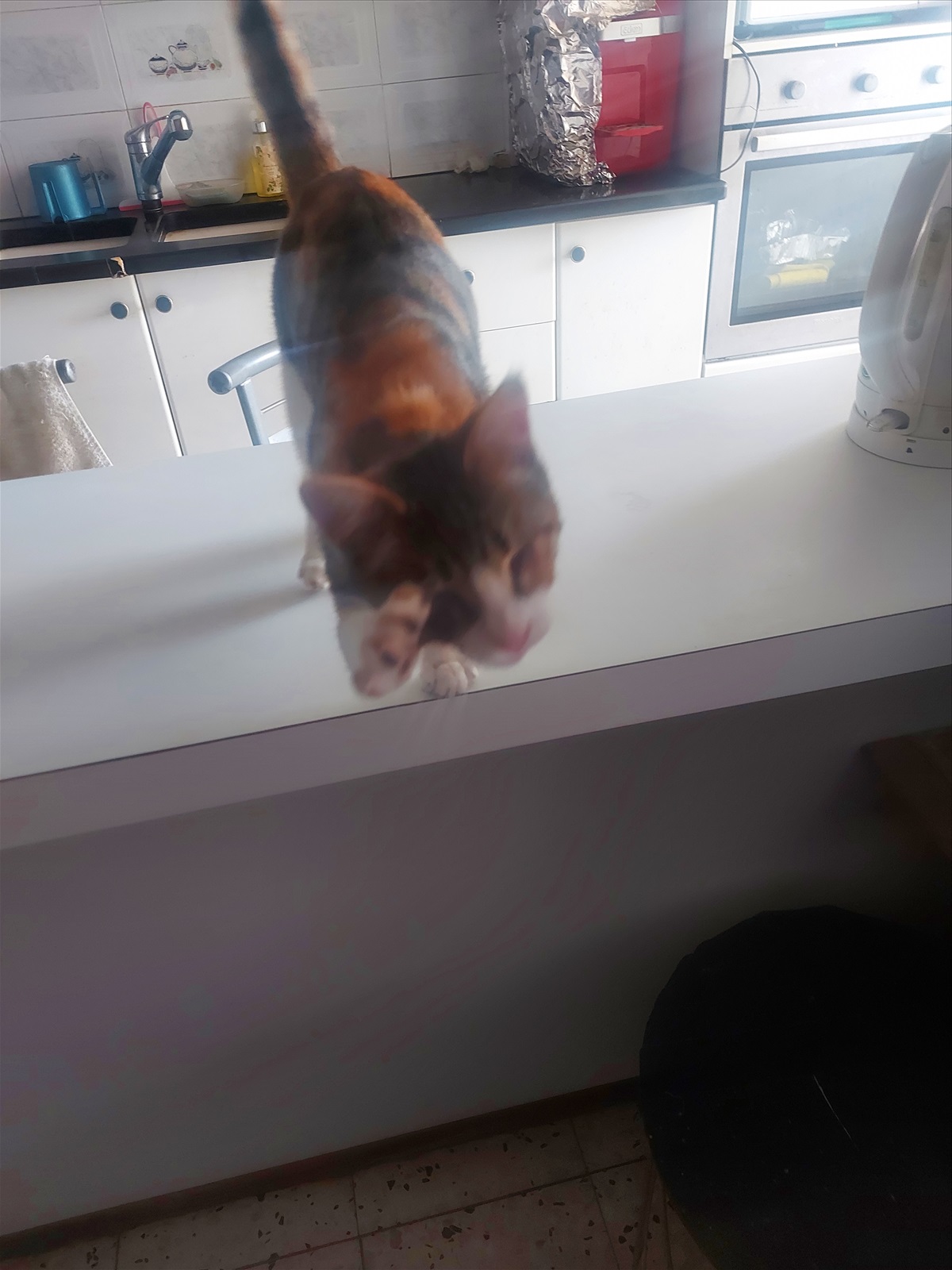תמונה 4, חתולים | מעורב   | קיקי למסירה בירושלים