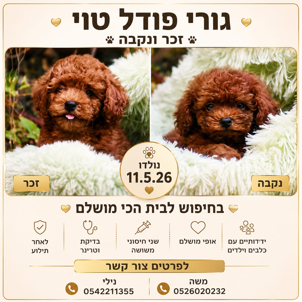 תמונה 1, כלבים | פודל טוי   | פודל טוי/ננסי למכירה בכוכב יאיר