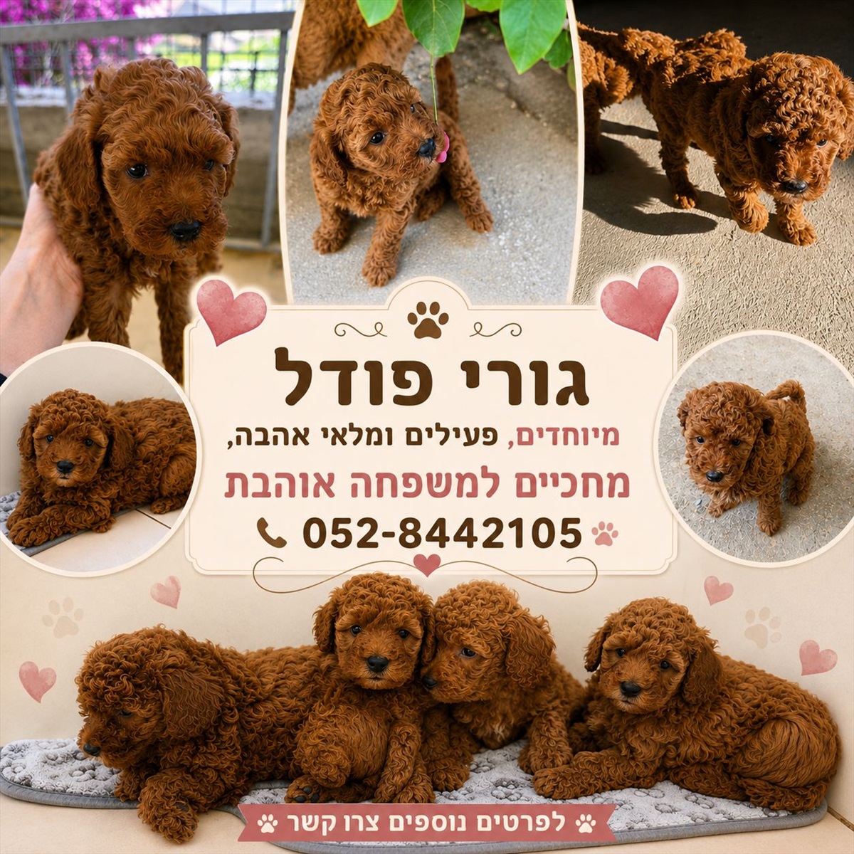 תמונה 1, כלבים | פודל   | אבו גנב דאולת למכירה בירכא