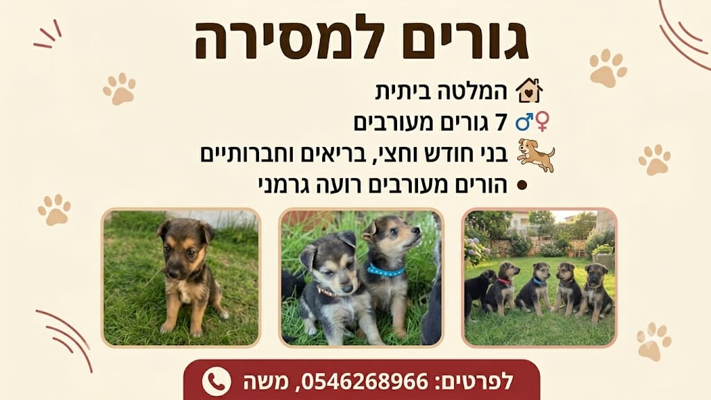 תמונה 1, כלבים | רועה גרמני   | כלב למסירה בעלי