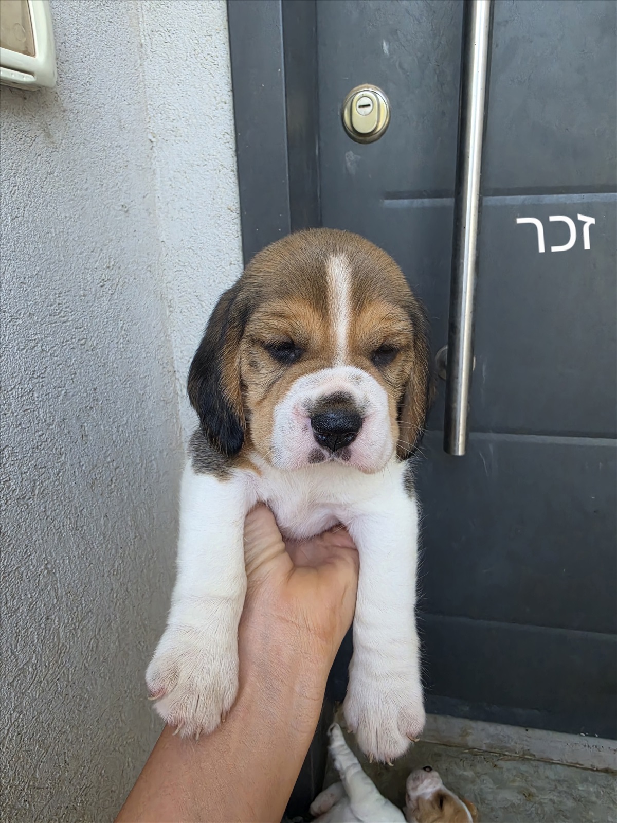 תמונה 1, כלבים | ביגל   | ביגל למכירה בבאר טוביה