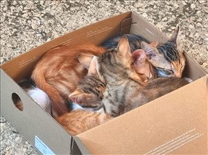 חתולים אחר אשדוד והסביבה 