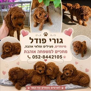 כלבים פודל  