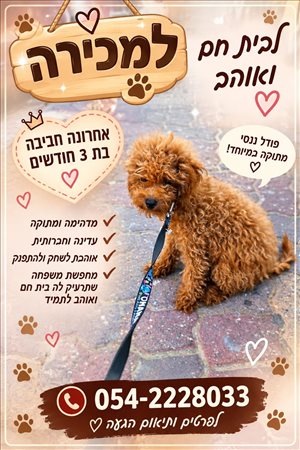 פודל ננסי 