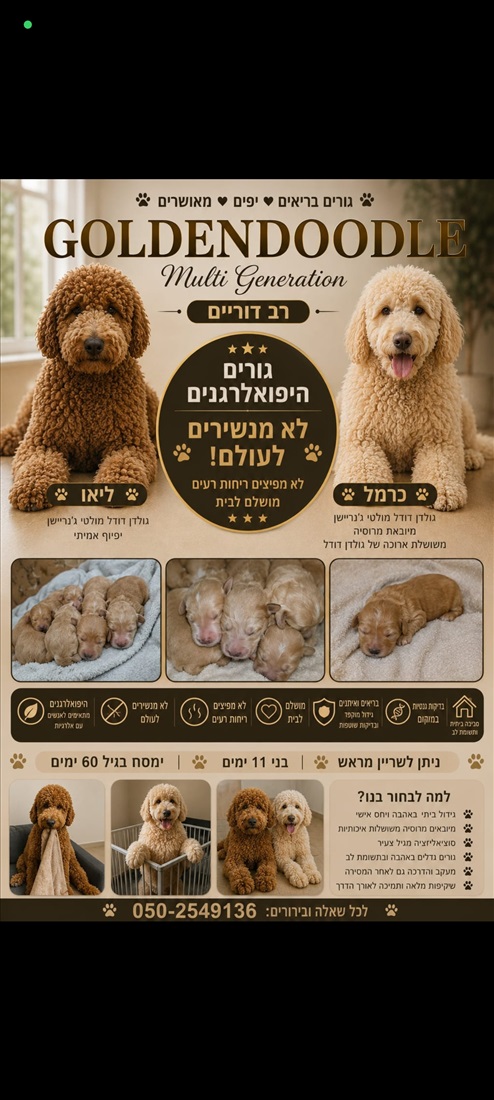תמונה 1 ,כלבים גולדן דודל   גולדנדודל מולטי ג'נריישן  למכירה בבית שמש