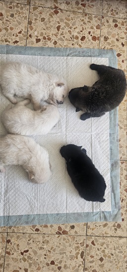תמונה 3 ,כלבים פומרניאן   גורים למכירה בחיפה