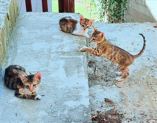 תמונה 3 ,חתולים אחר   גורים למסירה בנשר