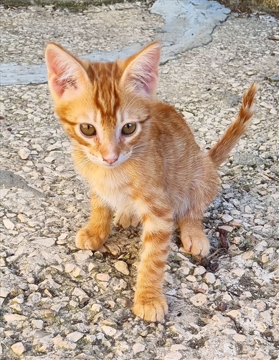 תמונה 2 ,חתולים אחר   גורים למסירה בנשר