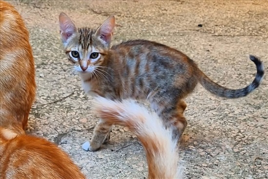 תמונה 6 ,חתולים אחר   גורים למסירה בנשר