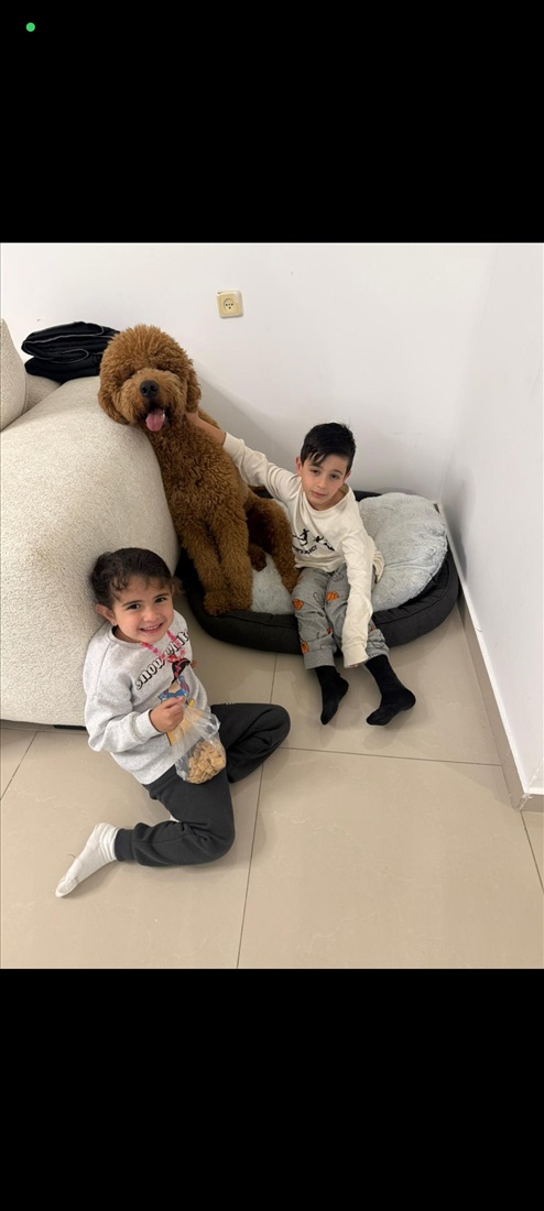 תמונה 2 ,כלבים גולדן דודל   גולדנדודל מולטי ג'נריישן  למכירה בבית שמש