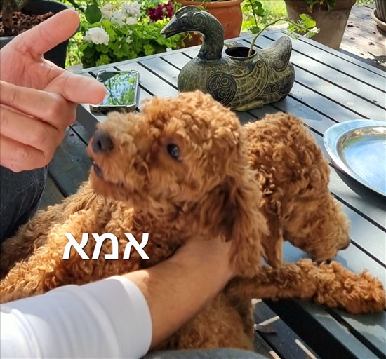 תמונה 3 ,כלבים פודל טוי   אדם ג'ורנו למכירה בצפת