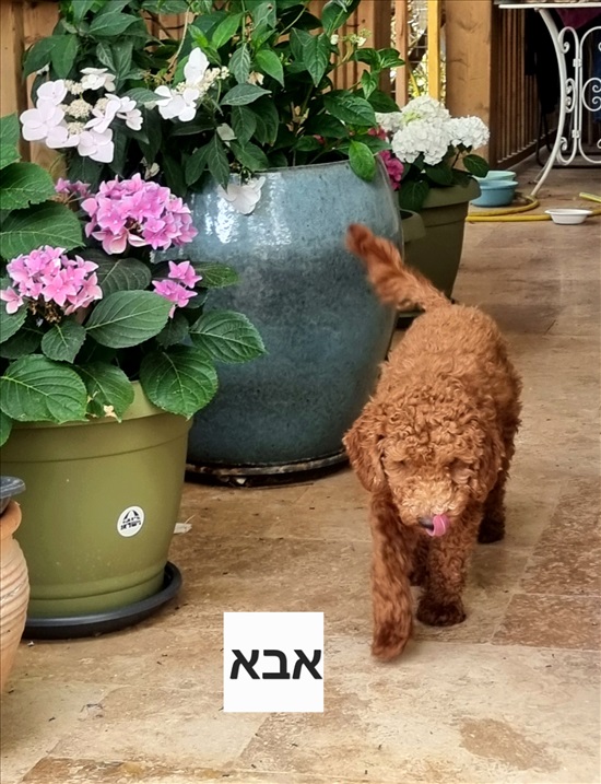 תמונה 6 ,כלבים פודל טוי   אדם ג'ורנו למכירה בצפת