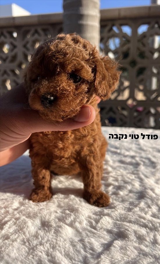תמונה 2 ,כלבים פודל טוי   פודל טוי  למכירה באשקלון