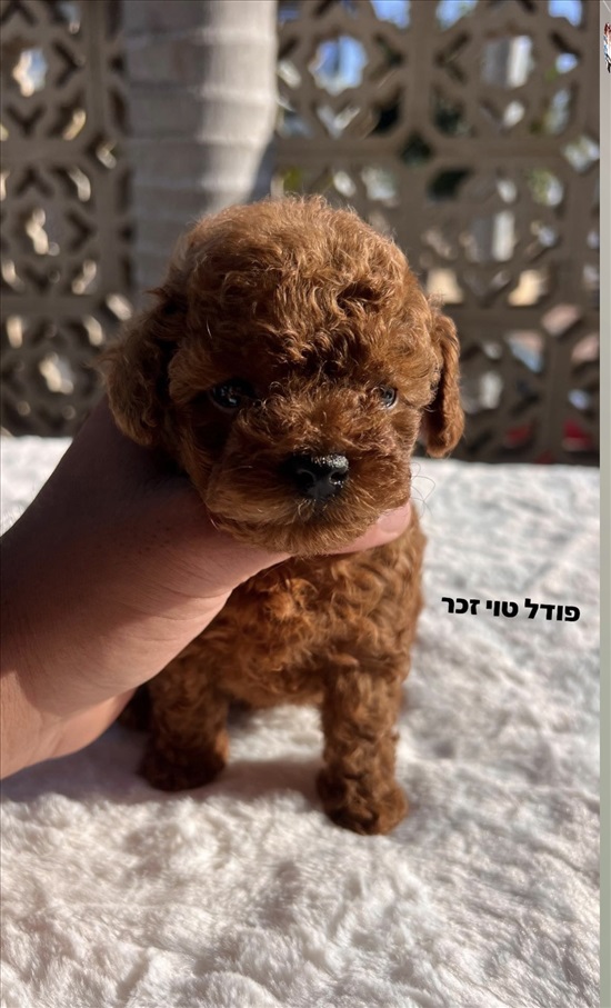 תמונה 1 ,כלבים פודל טוי   פודל טוי  למכירה באשקלון