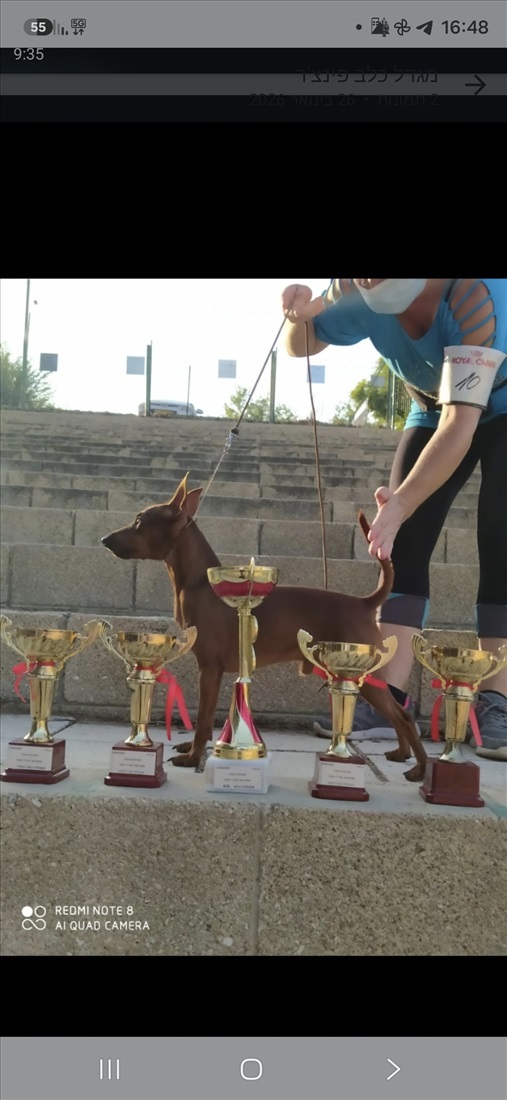 תמונה 1 ,כלבים פינצ`ר ננסי   גורי פינצ'ר  ננסי עם תעודות  למכירה בלוד