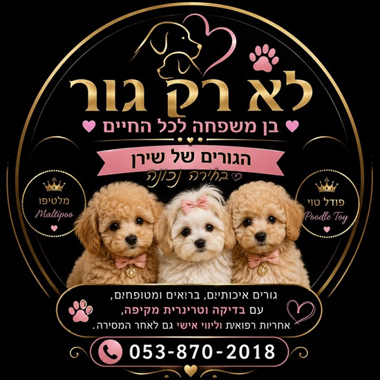 תמונה 4 ,כלבים פודל טוי   טוי למכירה בראשון לציון