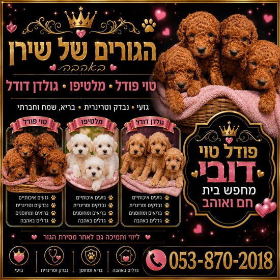 תמונה 7 ,כלבים מלטיפו   טוי למכירה בראשון לציון