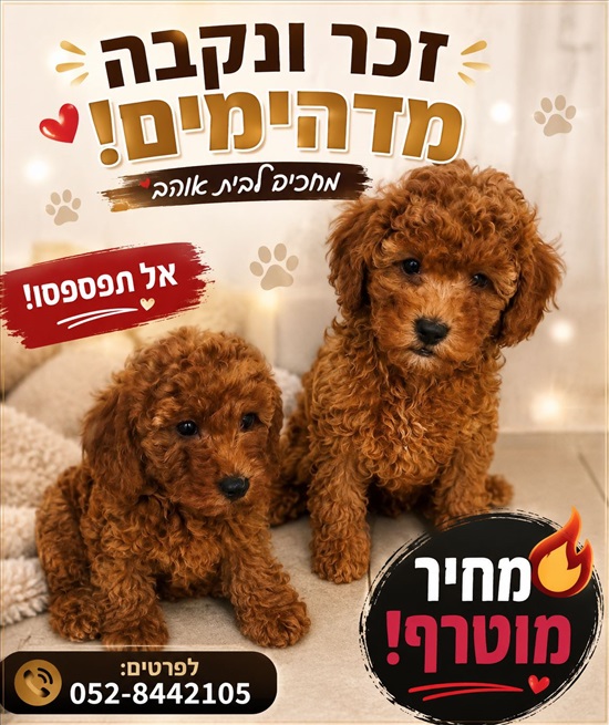 תמונה 6 ,כלבים פודל   אבו ג'נב דאולת למכירה בירכא
