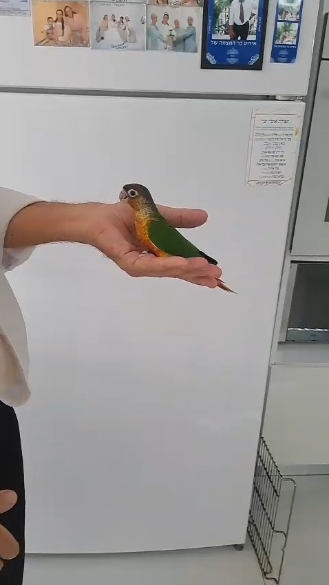 תמונה 2 ,תוכים ובעלי כנף קוניורים   קוניור למכירה בפתח תקווה