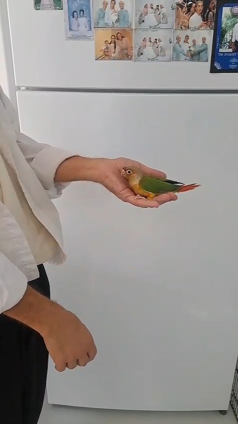 תמונה 1 ,תוכים ובעלי כנף קוניורים   קוניור למכירה בפתח תקווה