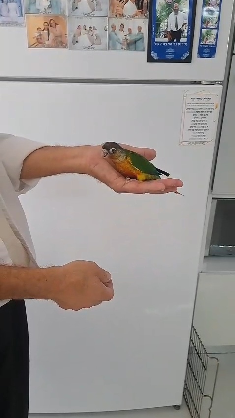 תמונה 3 ,תוכים ובעלי כנף קוניורים   קוניור למכירה בפתח תקווה