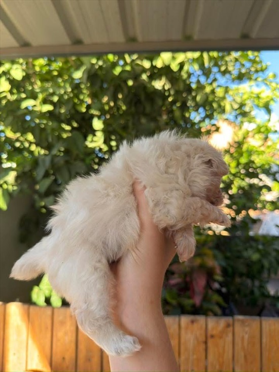 תמונה 4 ,כלבים פודל טוי   גורי Pomapoo(פודלטוי +פומרניאן למכירה באופקים