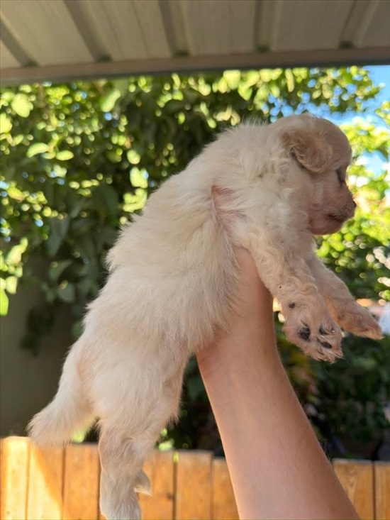 תמונה 3 ,כלבים פודל טוי   גורי Pomapoo(פודלטוי +פומרניאן למכירה באופקים