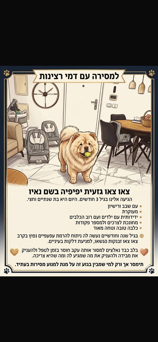 תמונה 2 ,כלבים צ`או צ`או   נאיו למכירה במבשרת ציון