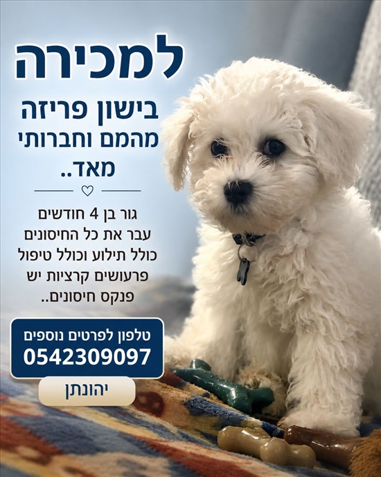 תמונה 3 ,כלבים בישון פריזה   בישון פריזה למכירה בפתח תקווה