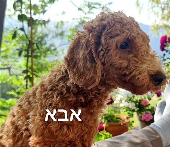 תמונה 5 ,כלבים פודל טוי   אדם ג'ורנו למכירה בצפת