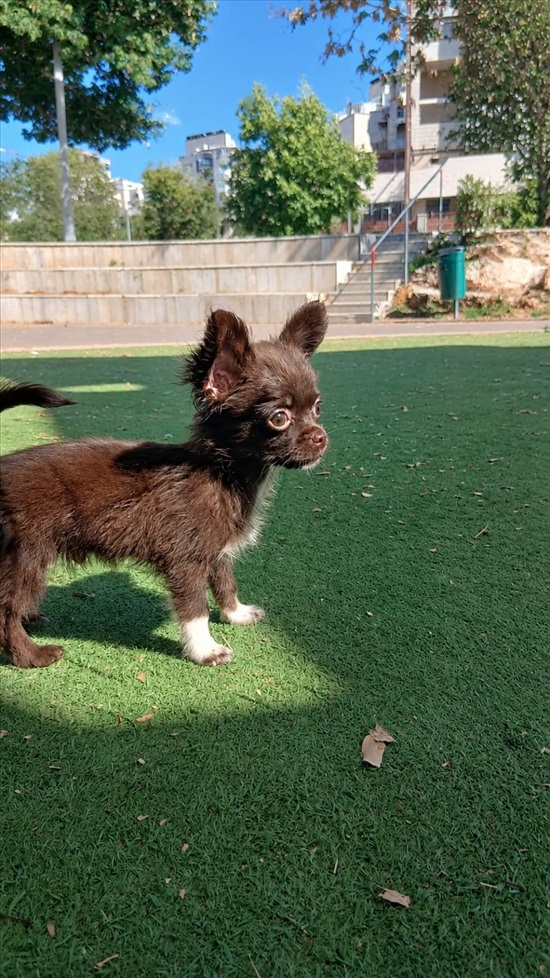תמונה 2 ,כלבים צ`יוואווה   ציוואווה שוקולד למכירה בפתח תקווה