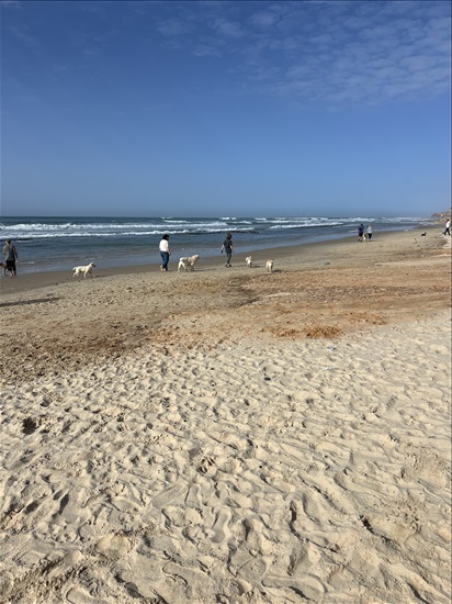 תמונה 9 ,כלבים גולדן רטריבר   גולדן רטריבר  למכירה בחדרה
