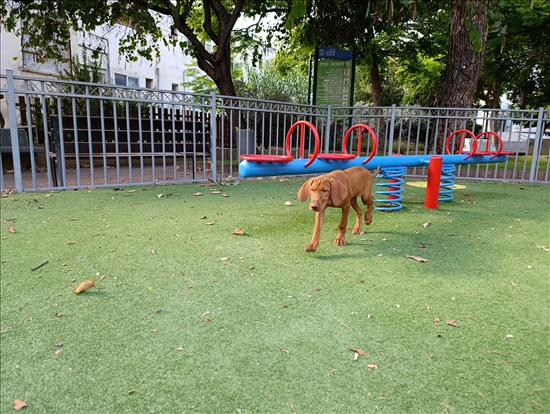 תמונה 2 ,כלבים ויזלה   מאי למכירה בהרצליה