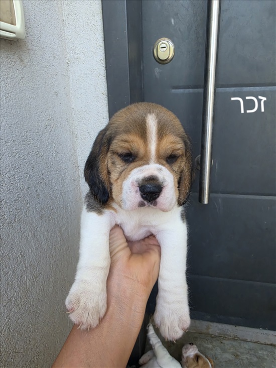 תמונה 1 ,כלבים ביגל   ביגל למכירה בבאר טוביה