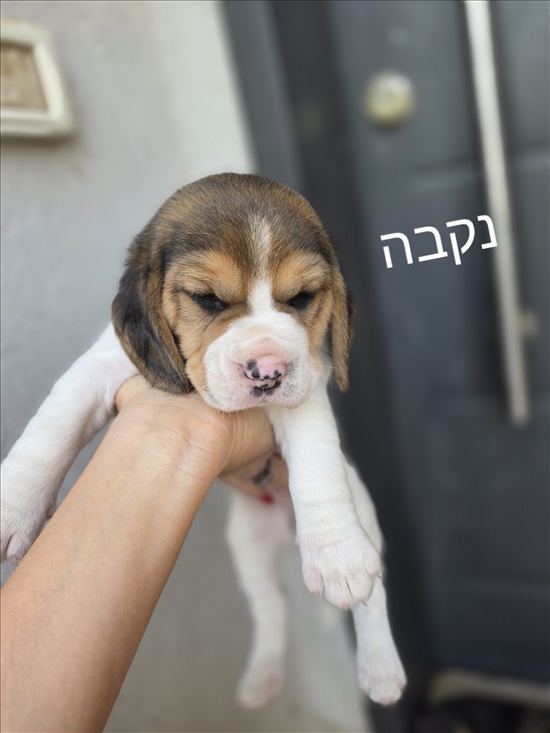 תמונה 3 ,כלבים ביגל   ביגל למכירה בבאר טוביה
