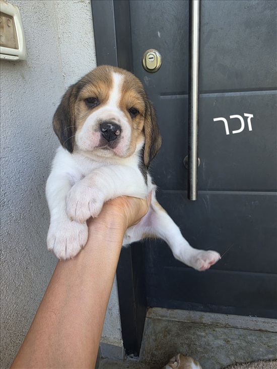 תמונה 2 ,כלבים ביגל   ביגל למכירה בבאר טוביה