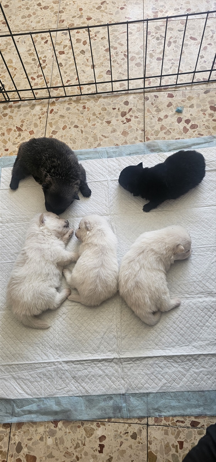 תמונה 4, כלבים | פומרניאן   | גורים למכירה בחיפה