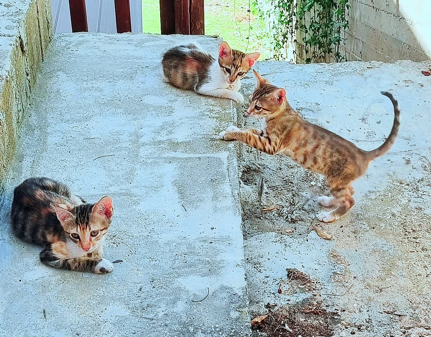 תמונה 3, חתולים | אחר   | גורים למסירה בנשר