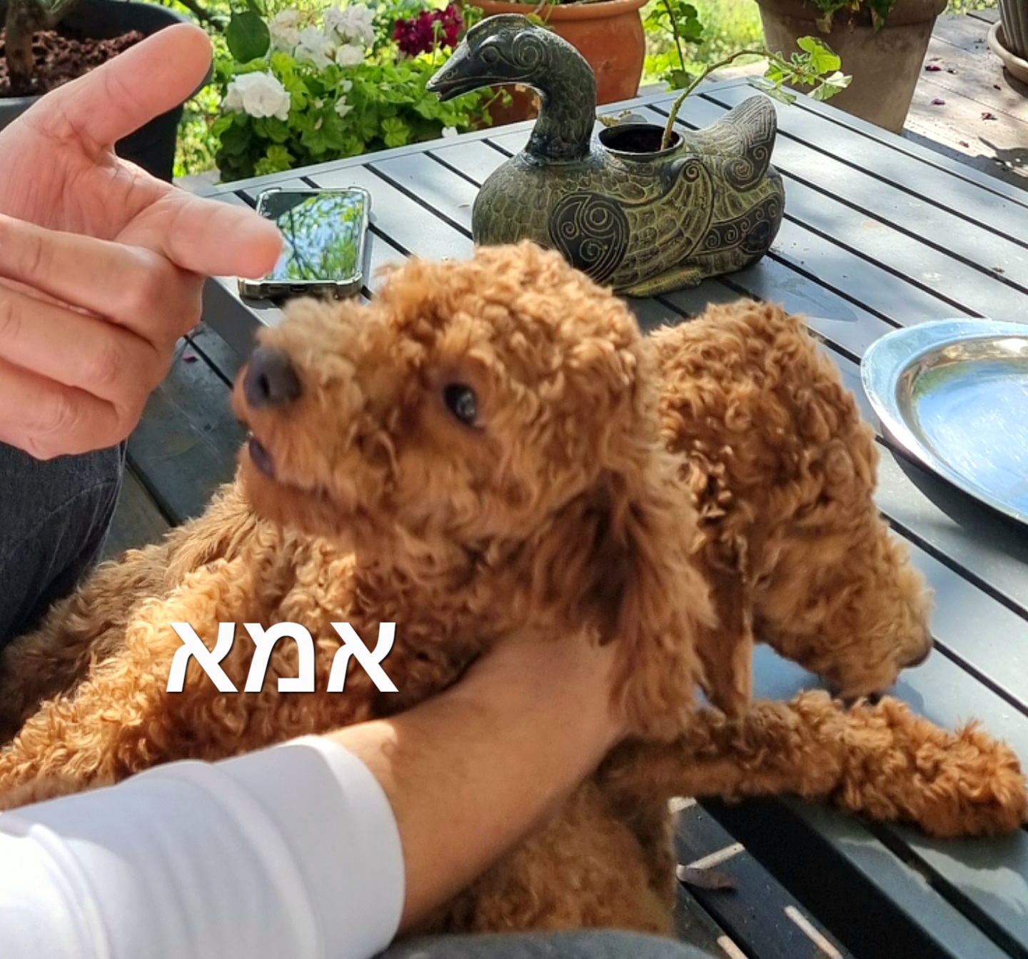 תמונה 3, כלבים | פודל טוי   | אדם גורנו למכירה בצפת