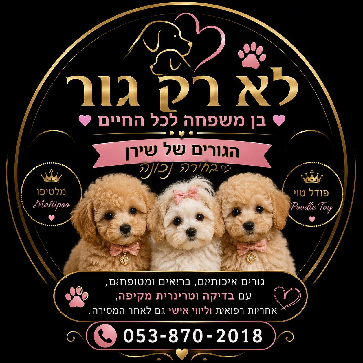 תמונה 4, כלבים | פודל טוי   | טוי למכירה בראשון לציון
