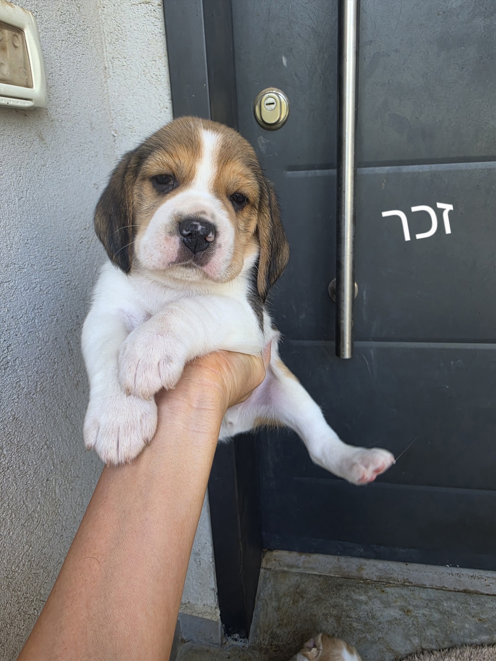 תמונה 2, כלבים | ביגל   | ביגל למכירה בבאר טוביה