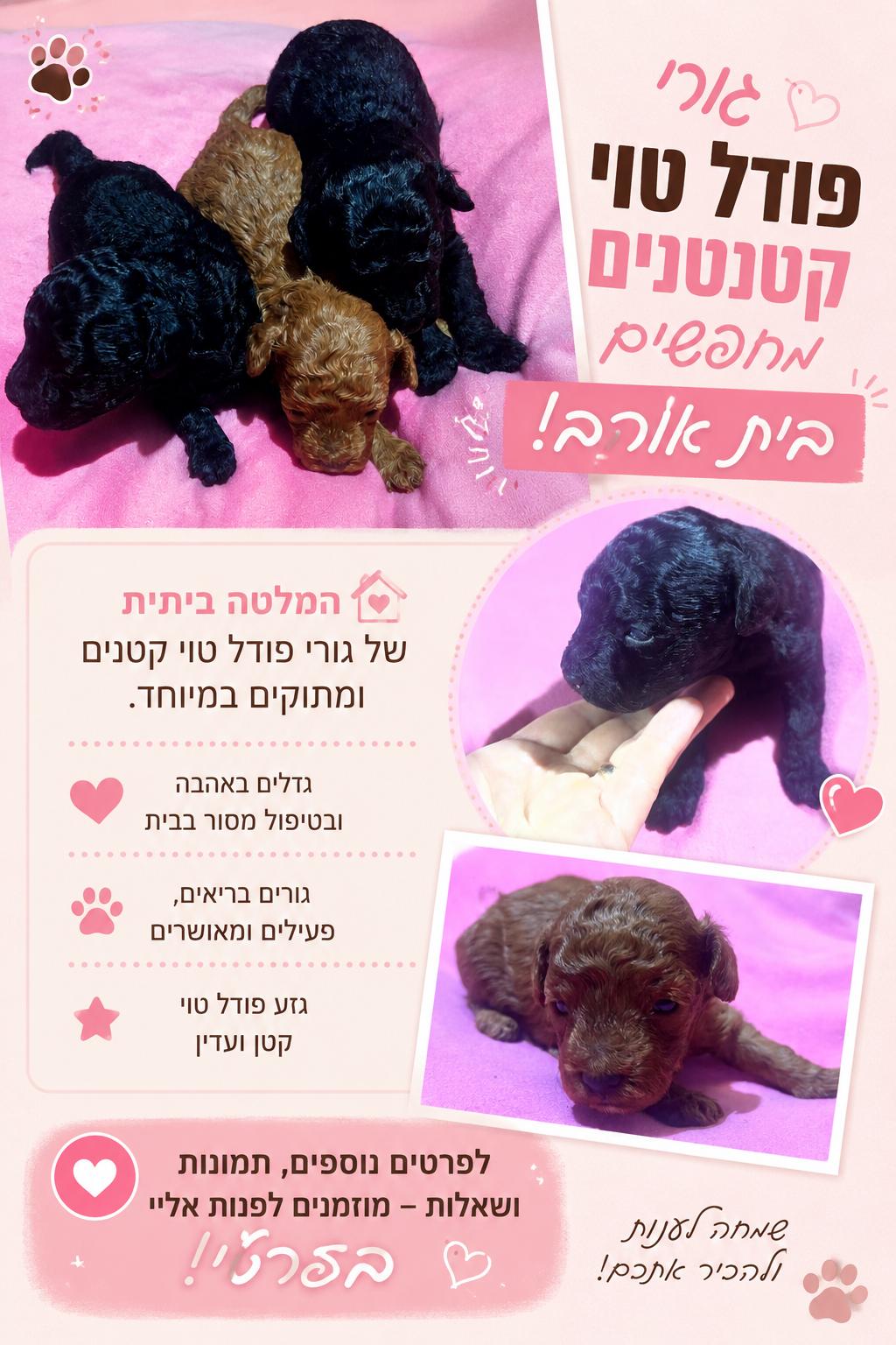 תמונה 1, כלבים | פודל טוי   | פודל טוי למכירה בצפון