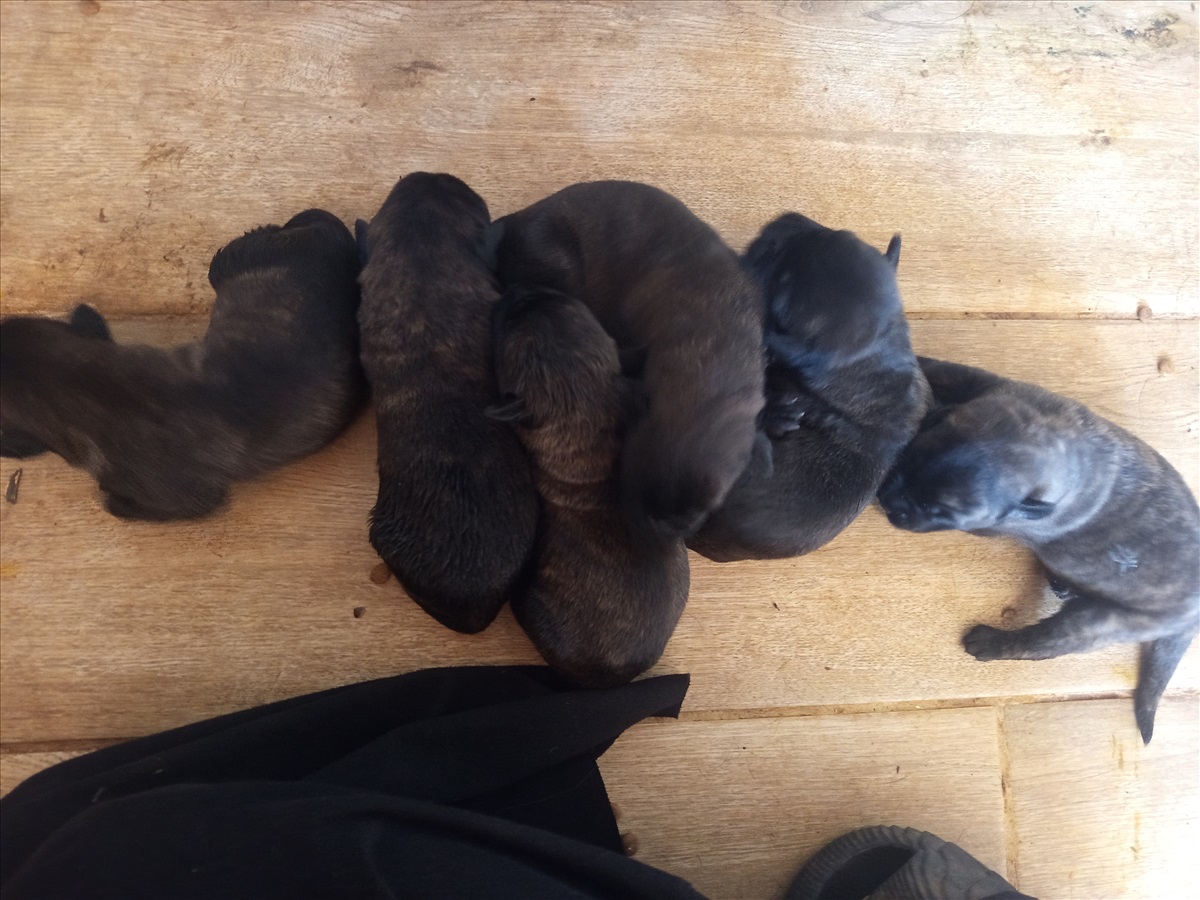 תמונה 1, כלבים | קאנה קורסו   | Penelopes puppies למכירה במבוא דותן