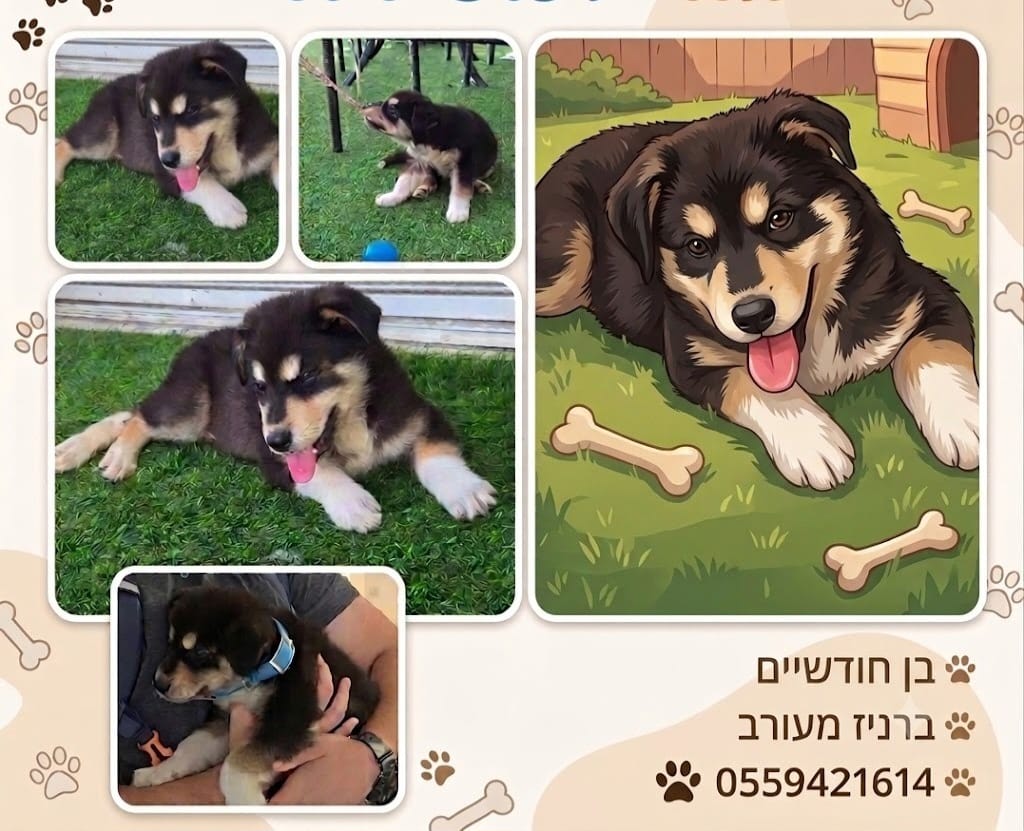 תמונה 1, כלבים | ברניז   | מתוקי לאימוץ באשדוד