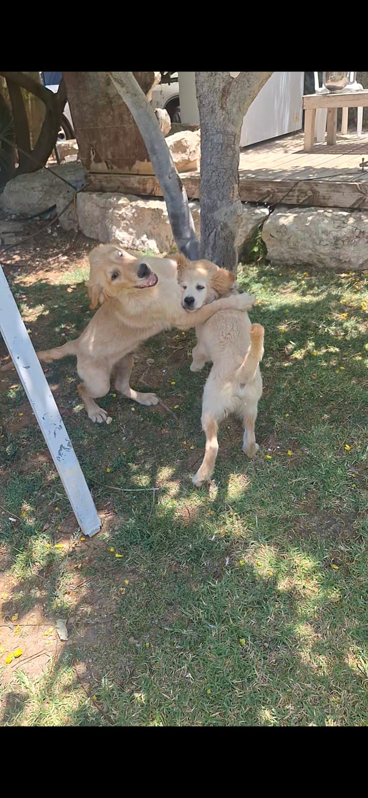 תמונה 1, כלבים | קוקפו   | גור למכירה בחולון