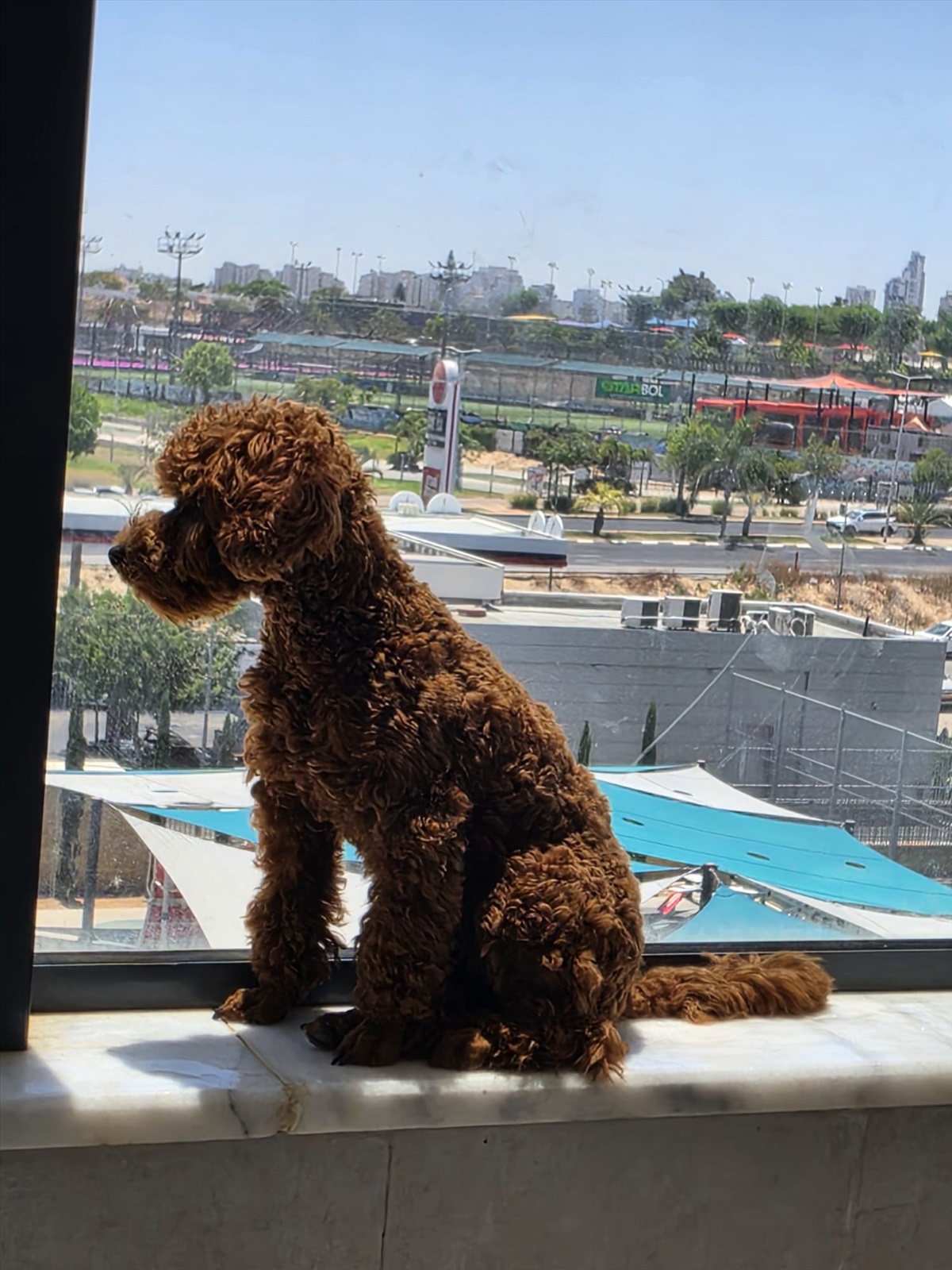 תמונה 1, כלבים | פודל טוי   | פודל טוי ננסי  למכירה בבאר שבע