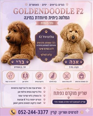 אנה 