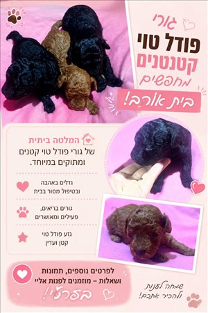פודל טוי 