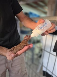 כלבים פודל טוי  